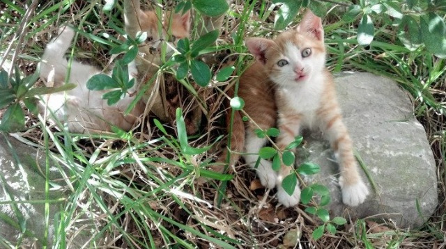 _勇士三分雨下不停,战绩连续提升_,勇士三分庆祝动作