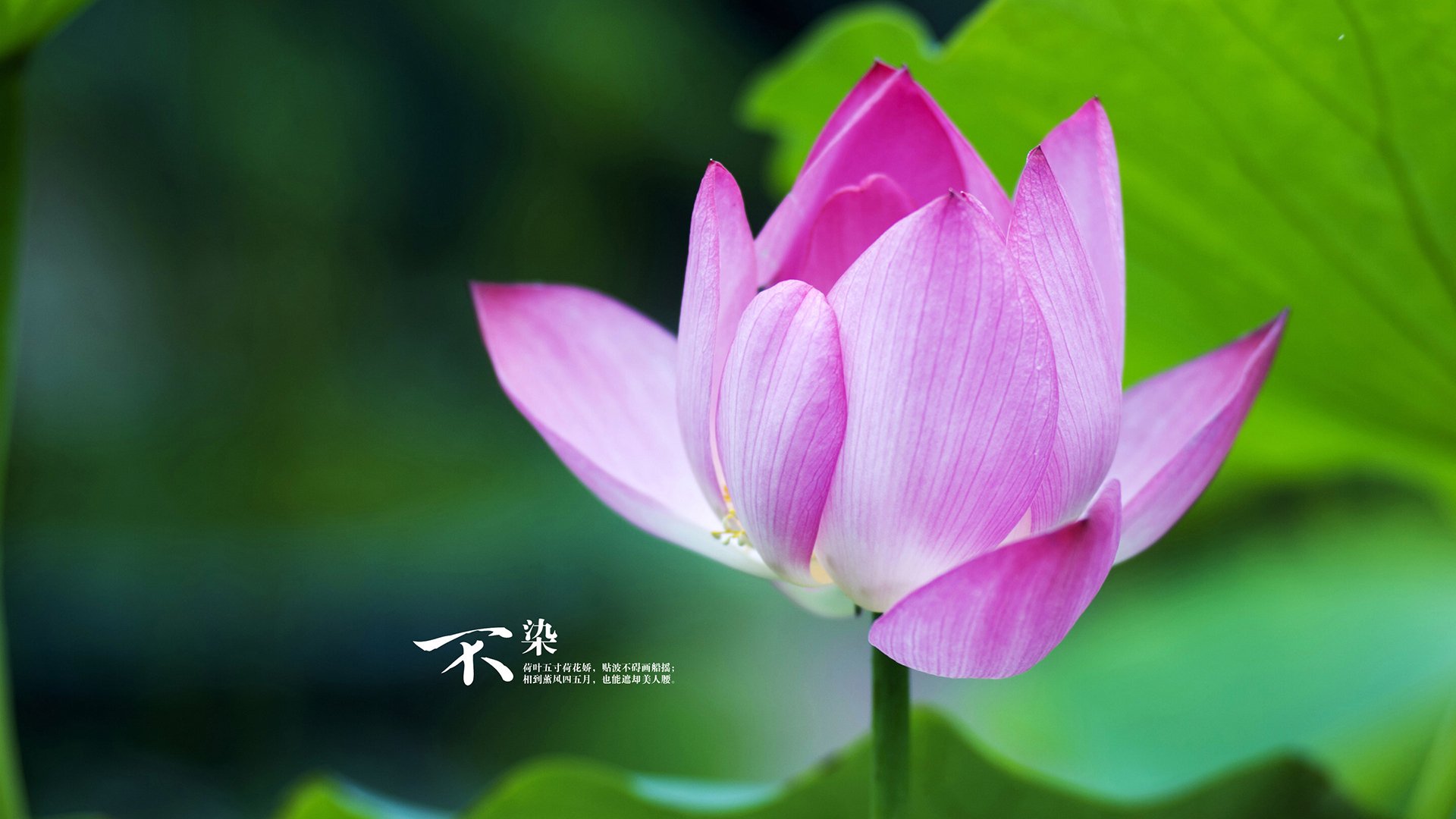 内线王者:场内最具统治力的内线球员,内线球员的主要作用