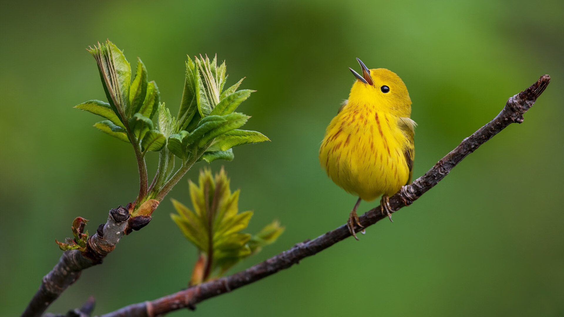 意甲胜负,专家解读亮点,意甲连胜纪录