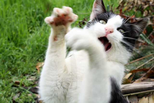 伊朗踢“冰上短传渗透”,欧洲队全程跟不上