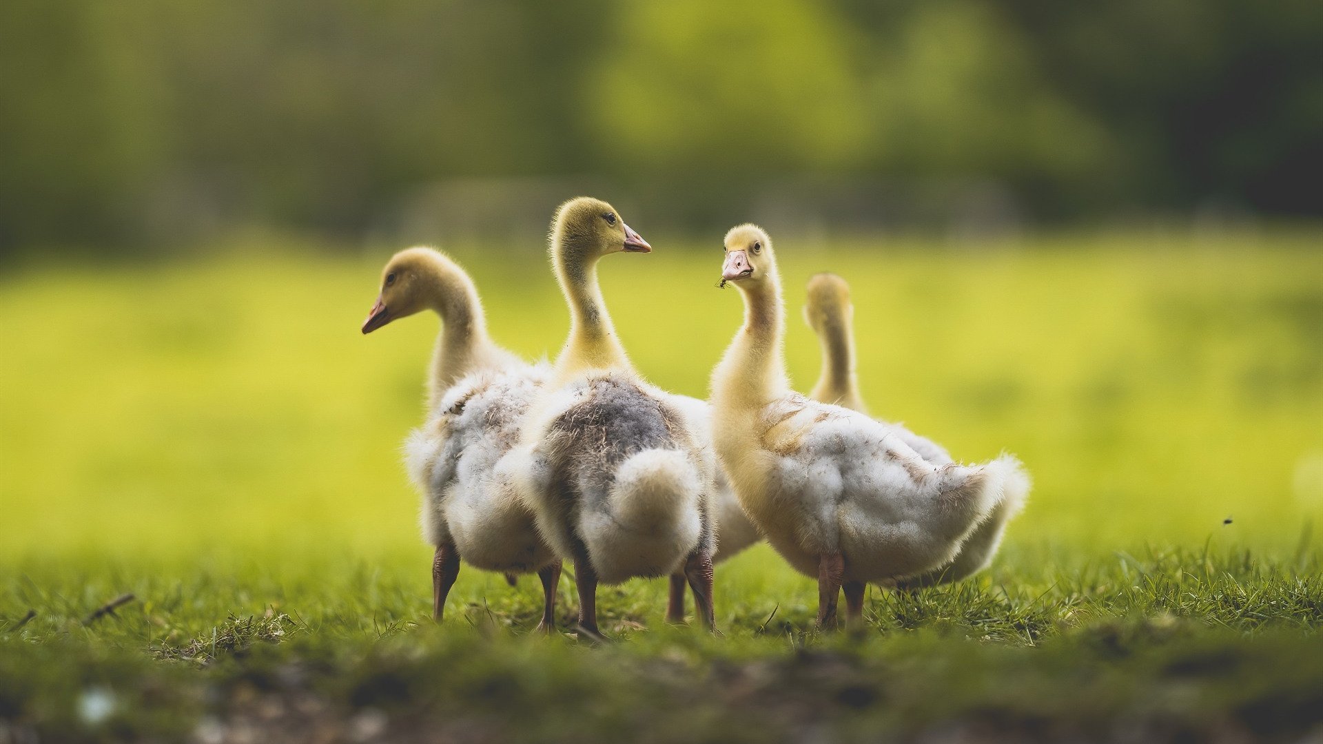 伊朗门将扑球滑进雪堆消失3秒,观众惊呼“魔术门将”