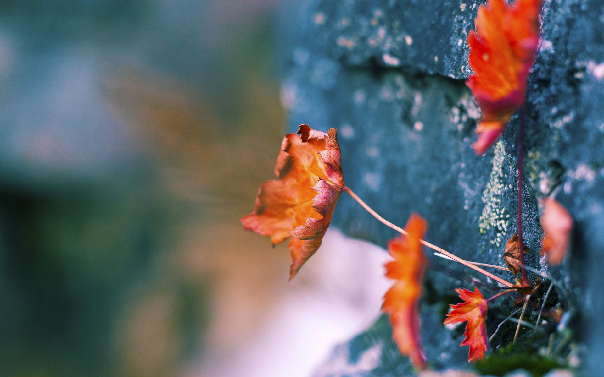 爱游戏平台-凯撒酋长连续五场保持不败，状态回暖，凯撒酋长球衣