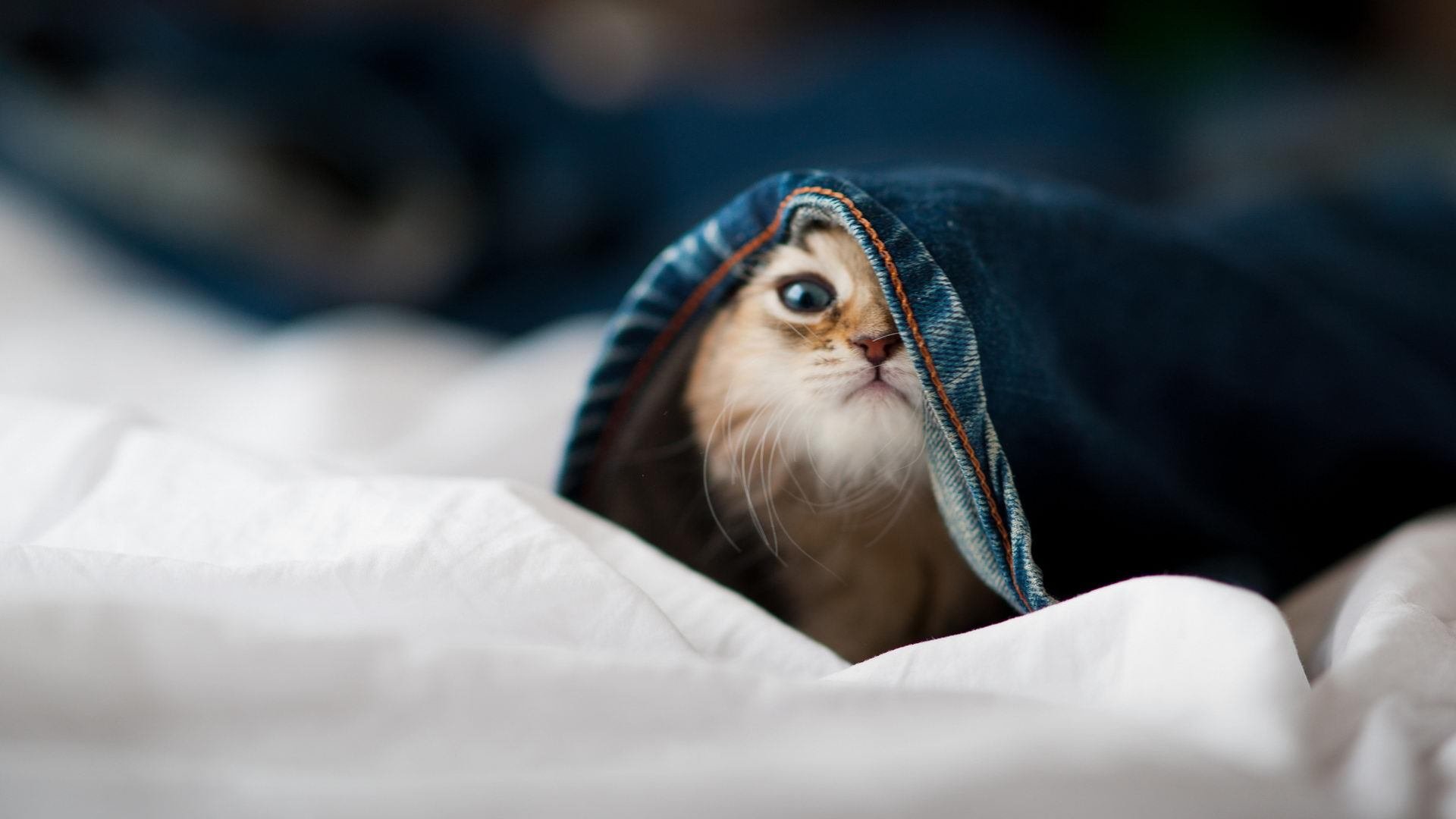 德国女子78公斤级柔道选手在比赛中获得第十一名,德国柔道教练激励爱徒