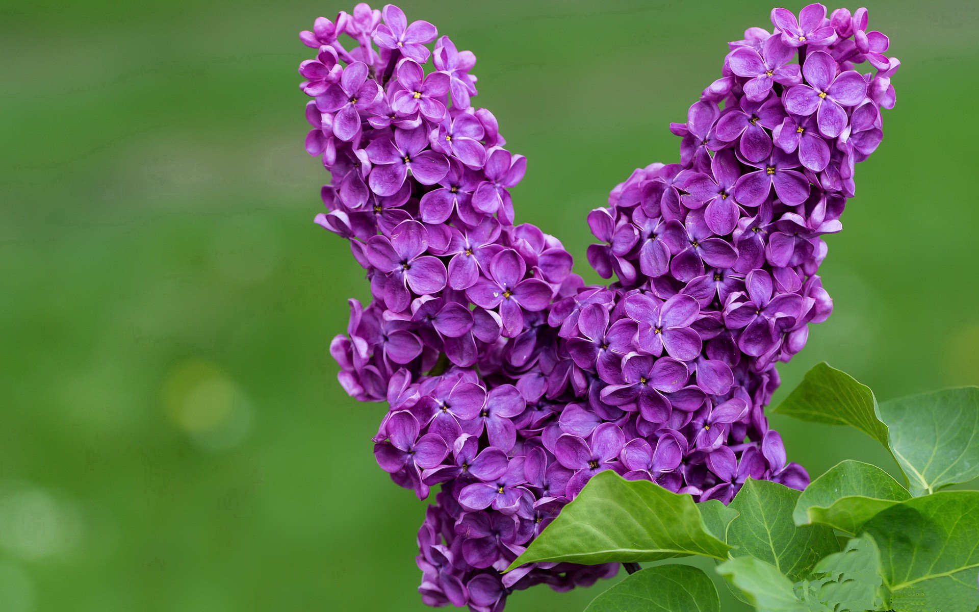 国足中前场协同评分系统架构设计,足球中前场