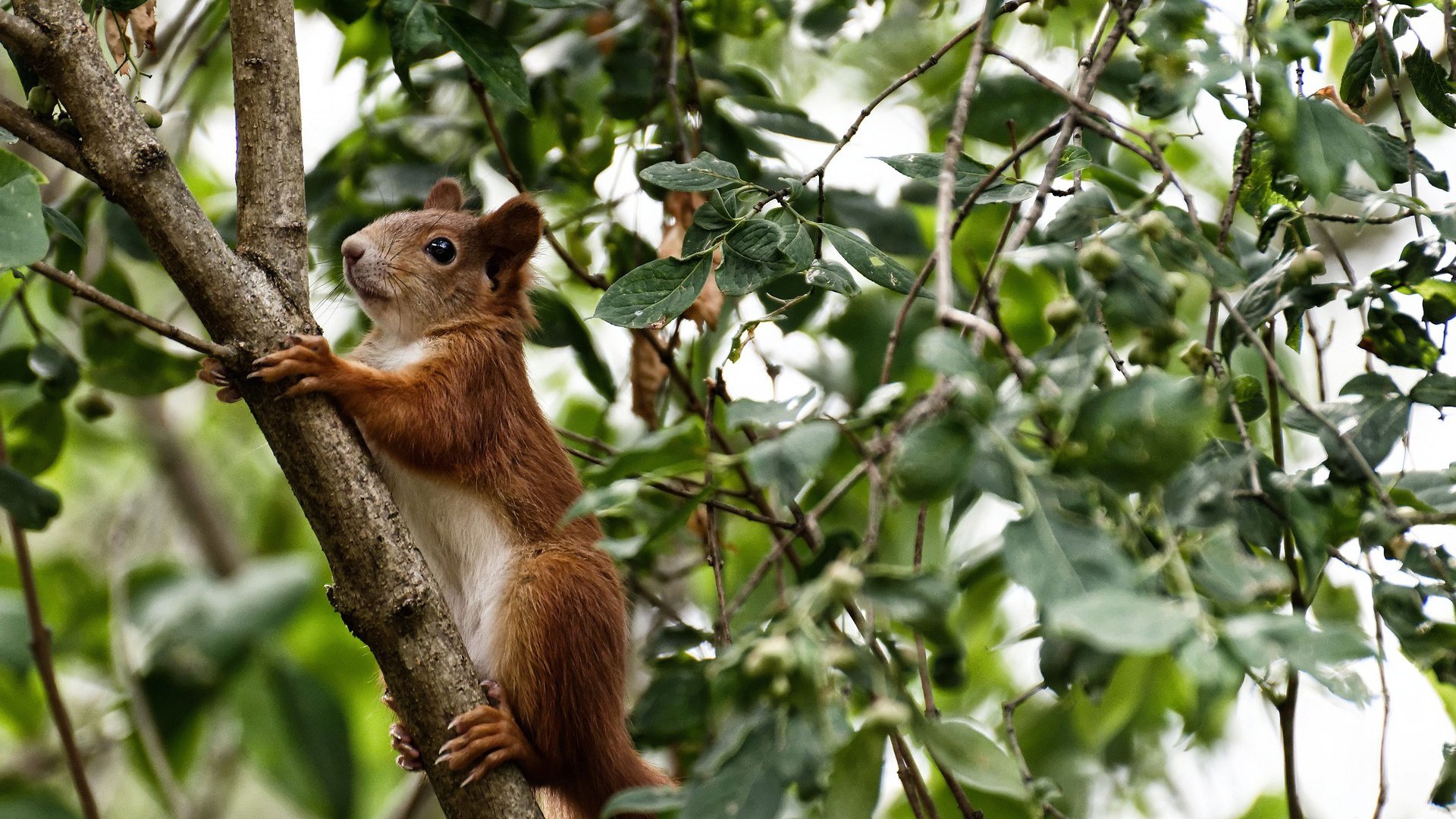 基层足球赛事体系未形成闭环，足球联赛实施方案