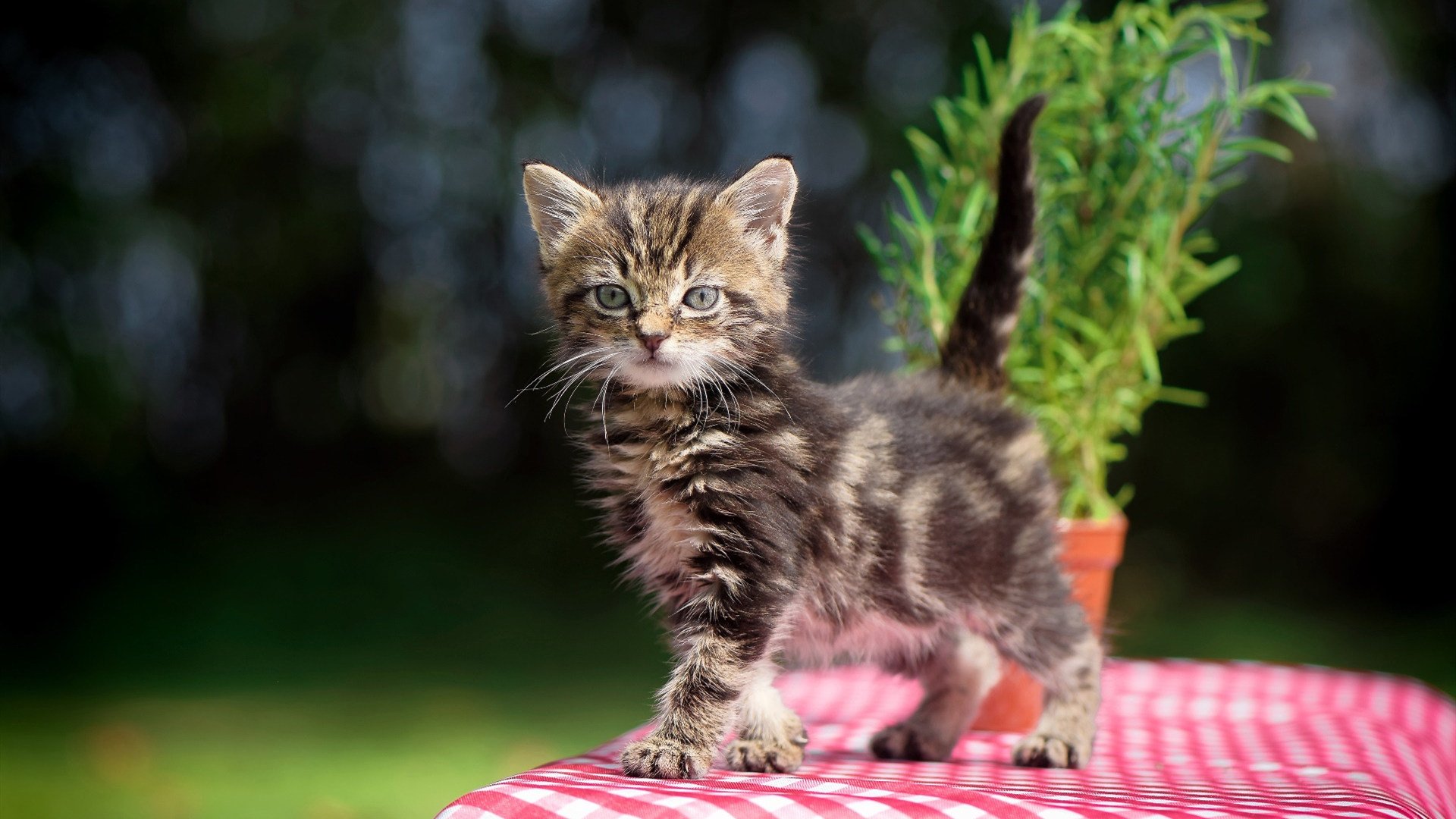 爱游戏 电竞-恩波利中场调度精准分配进攻资源，恩波利 里奇