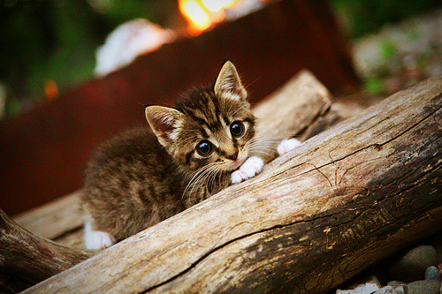 球队前景预测坚实，Juventus排欧洲强队行列，欧洲各队排名