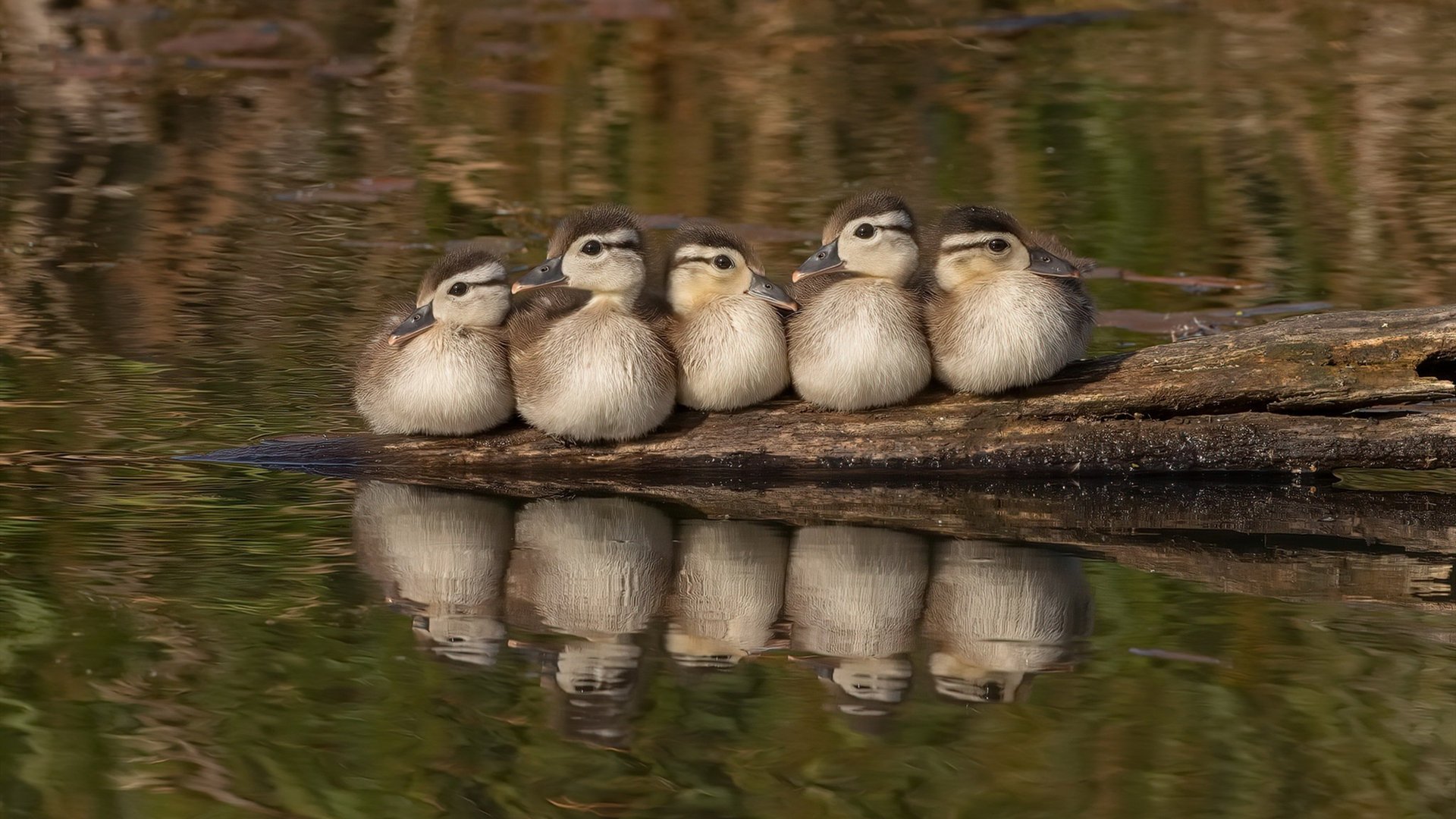 青训系统未能提供身体发育预测机制，青训没了