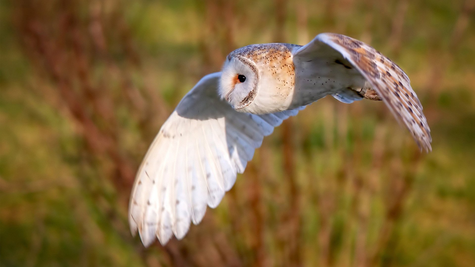 女子蝶泳希腊冲刺环节爆发，女子蝶泳奥运会