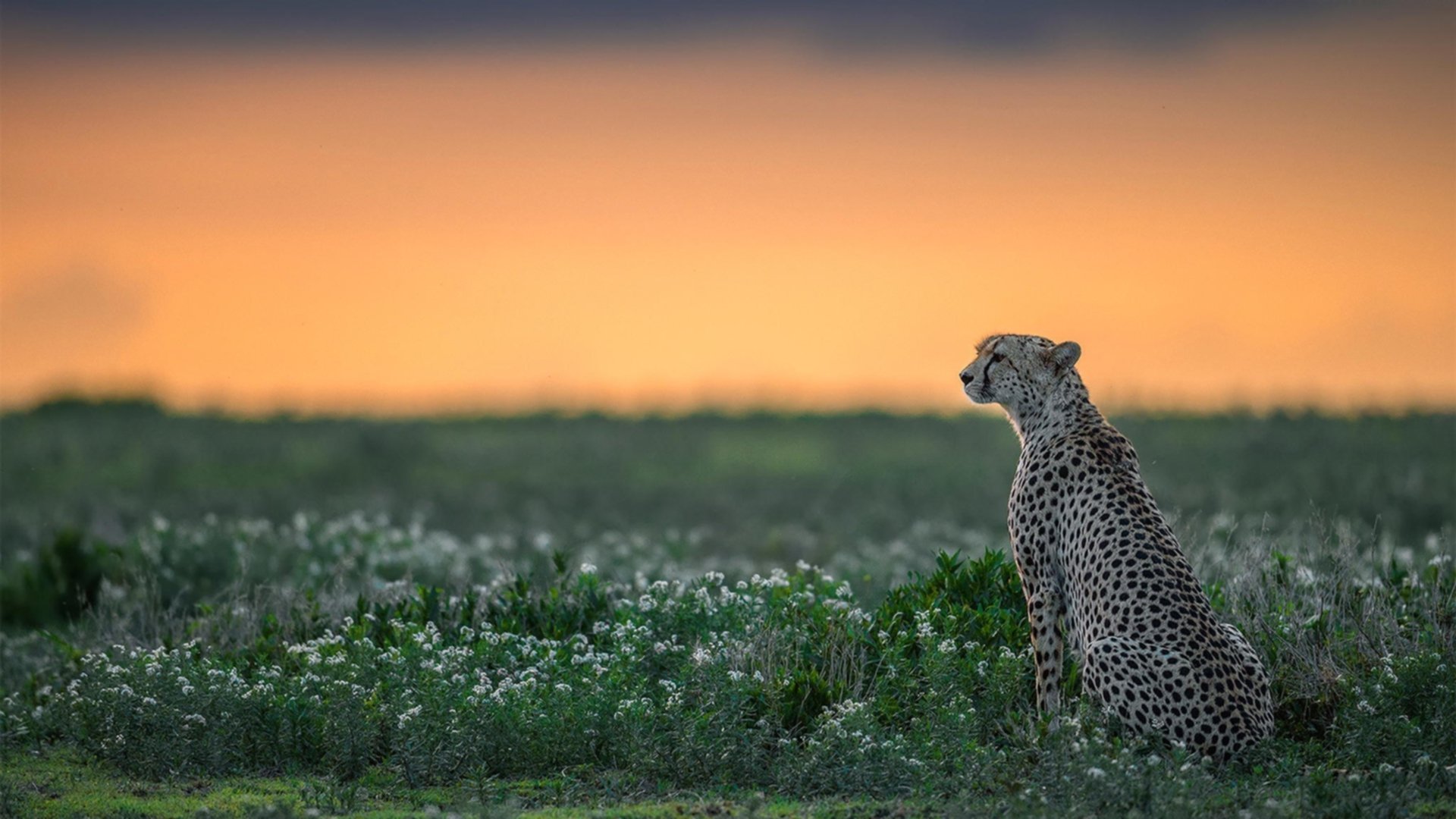 新西兰全黑队的经验和实力,仍是橄榄球锦标赛的核心竞争力,新西兰全黑队宣传视频
