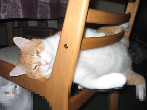 球员合同续签达成,多队确保核心阵容稳定,球员合同年