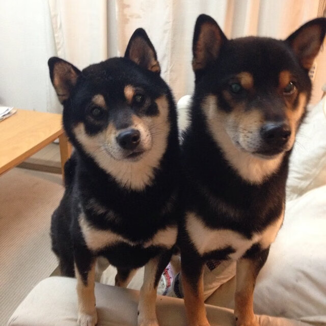 美国队混合4×100米自由泳接力决赛夺冠，美国女子4x200米自由泳接力