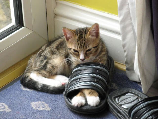 爱游戏体育APP下载-霍勒迪攻防一体成为雄鹿战术核心，霍勒迪22分雄鹿轻取开拓者